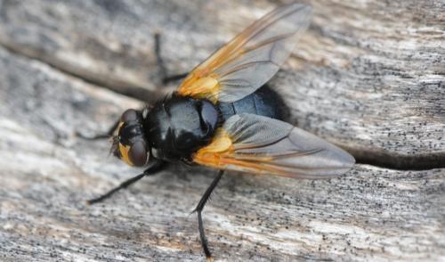 Mesembrina meridiana